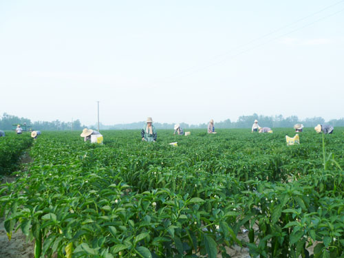 辣椒基地